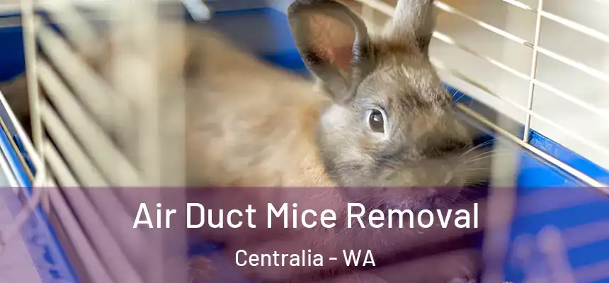  Air Duct Mice Removal Centralia - WA