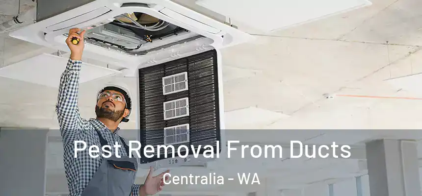 Pest Removal From Ducts Centralia - WA